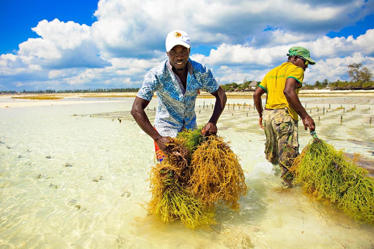 The Island - Pongwe Lodge (Adults Only) Экстерьер фото